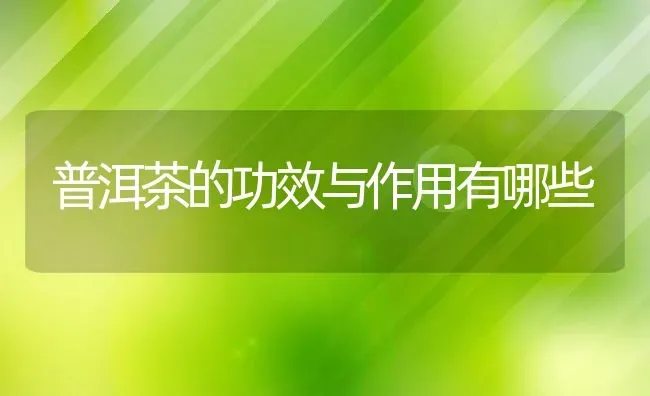 普洱茶的功效与作用有哪些 | 养殖资料投稿