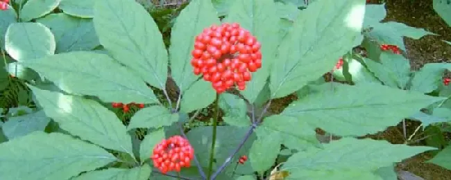 怎么区分三七花与人参花？