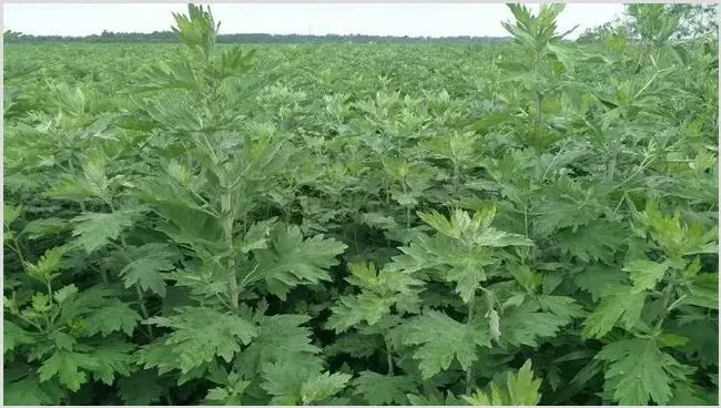 艾草的种植效益分析 | 致富养殖项目