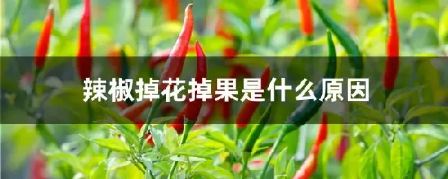 辣椒掉花掉果是什么原因