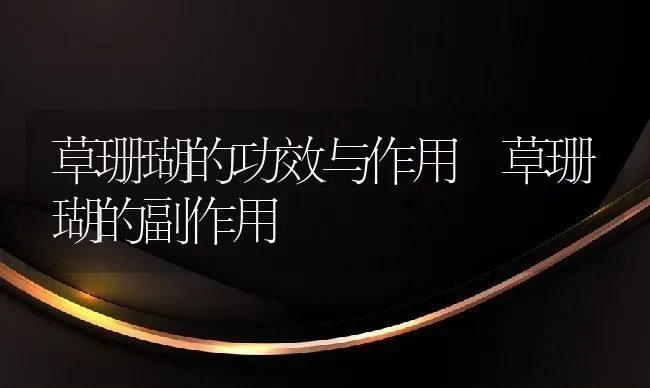 草珊瑚的功效与作用 草珊瑚的副作用 | 养殖资料投稿