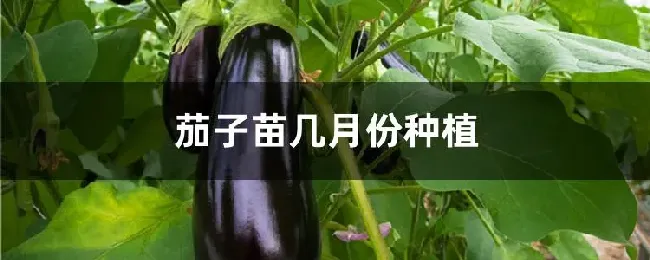 茄子苗几月份种植