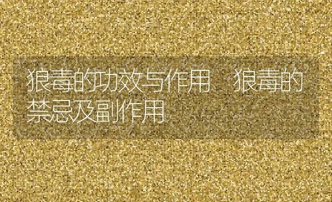 狼毒的功效与作用 狼毒的禁忌及副作用 | 养殖资料投稿