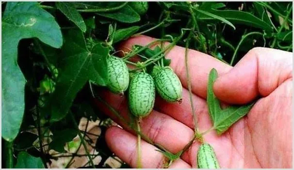 农村种植前景广阔的品种选择 | 致富养殖项目