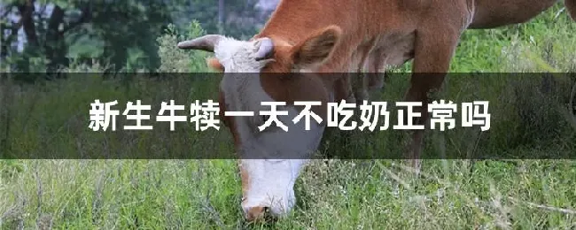 新生牛犊一天不吃奶正常吗