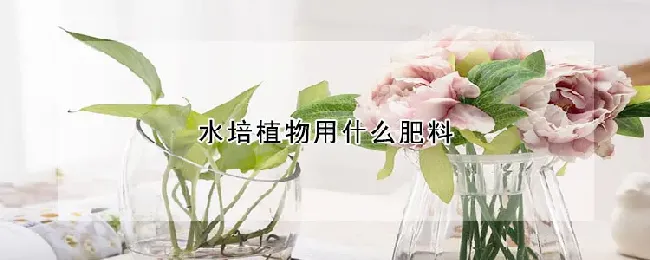 水培植物用什么肥料