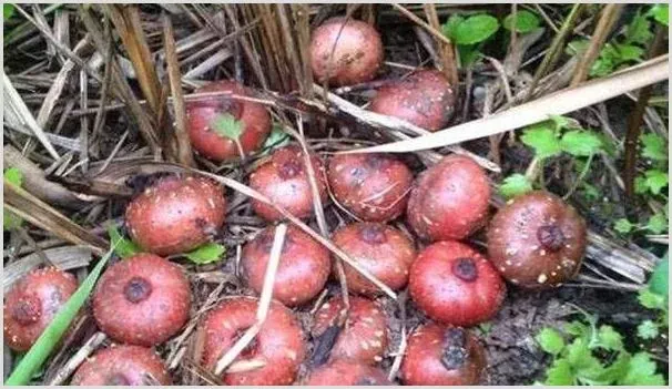 地枇杷有什么功效作用？地枇杷种植前景分析 | 致富养殖项目