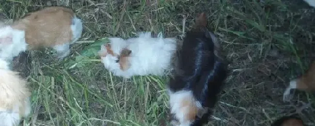 豚鼠咬人吗和荷兰猪有什么区别