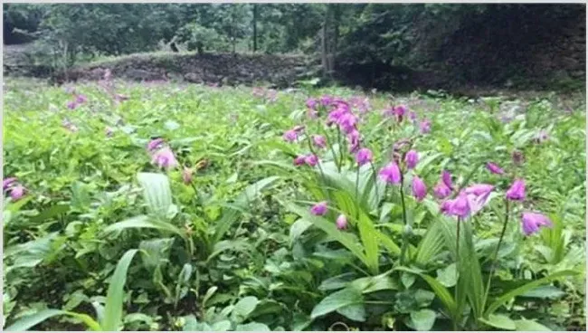 寻求农村致富项目 | 养殖赚钱项目