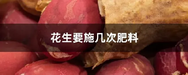 花生要施几次肥料