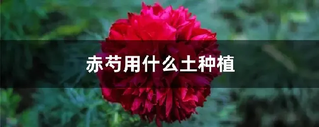 赤芍用什么土种植