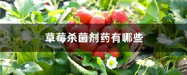 草莓杀菌剂药有哪些