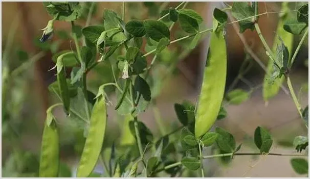 种植豌豆前景好吗？成本效益分析会赚钱吗 | 养殖什么赚钱