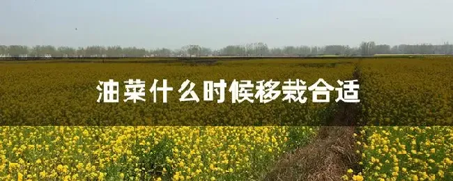 油菜什么时候移栽合适