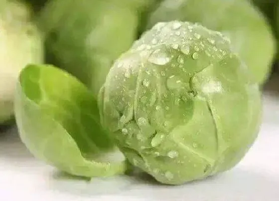 蔬菜|卷心菜和大头菜是一种菜吗