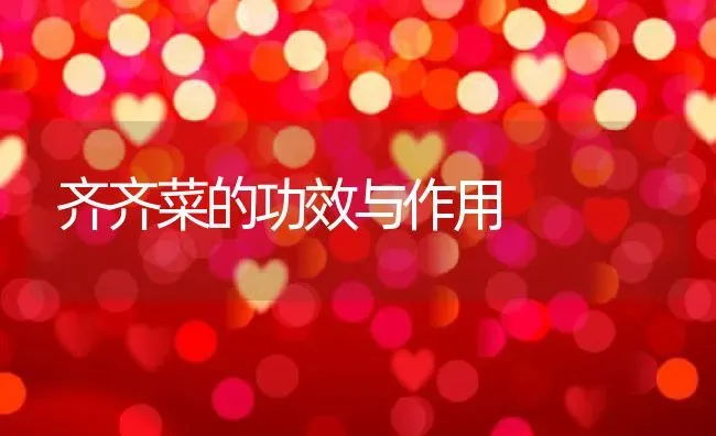 齐齐菜的功效与作用 | 养殖资料投稿