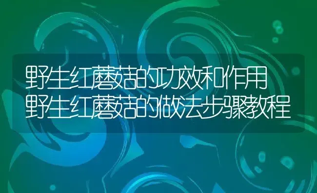 野生红蘑菇的功效和作用 野生红蘑菇的做法步骤教程 | 养殖资料投稿