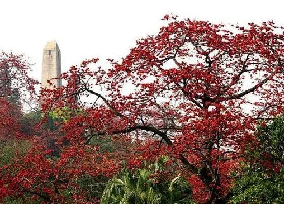 种植前景|木棉树在北方可以种吗