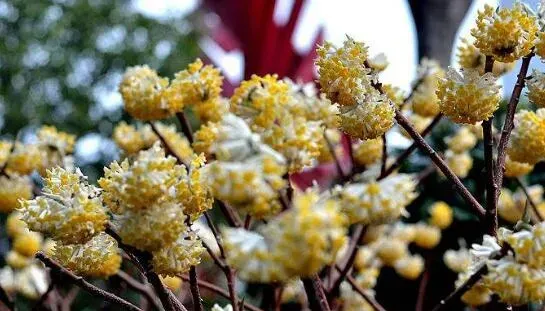 结香花怎么扦插 结香花的扦插繁殖技巧