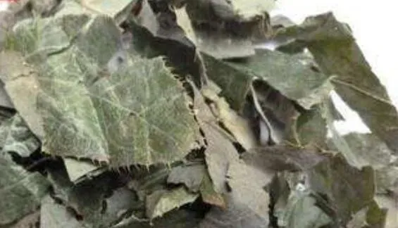 羊角叶的功效与作用