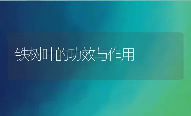 铁树叶的功效与作用 | 养殖资料投稿