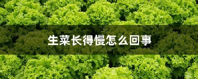 生菜长得慢怎么回事