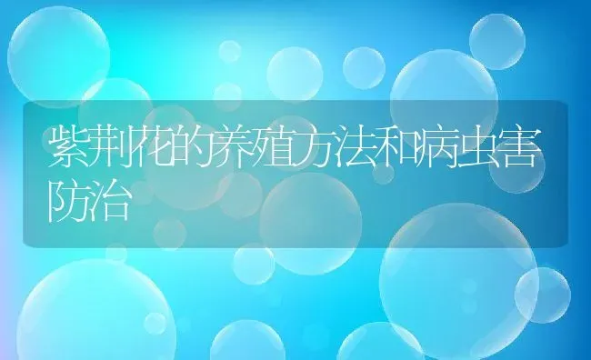 紫荆花的养殖方法和病虫害防治 | 养殖资料投稿