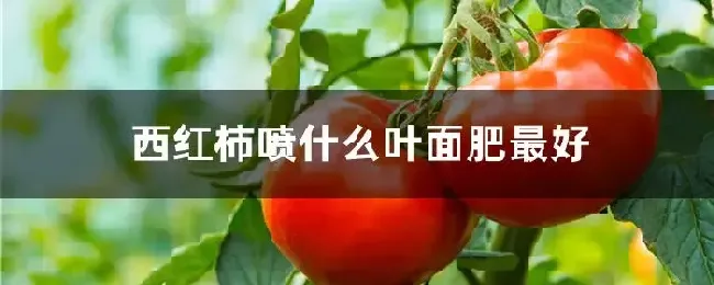 西红柿喷什么叶面肥最好