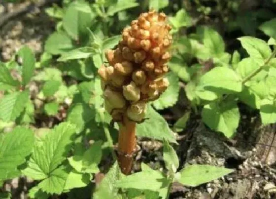 种植前景|野生天麻什么时候收获 适合几月份收获