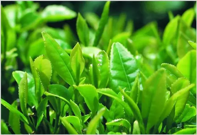 茶叶批发价格多少钱一斤？2020种茶好赚钱吗 | 农业养殖资讯