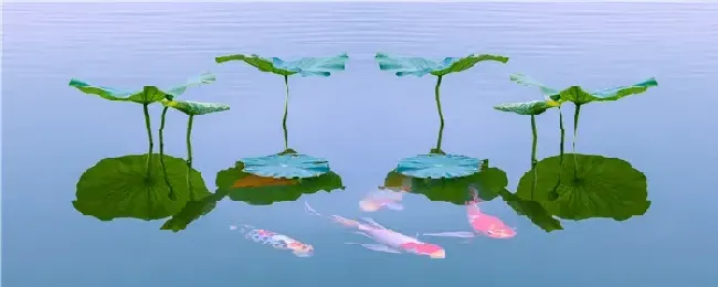 招财和什么鱼混养