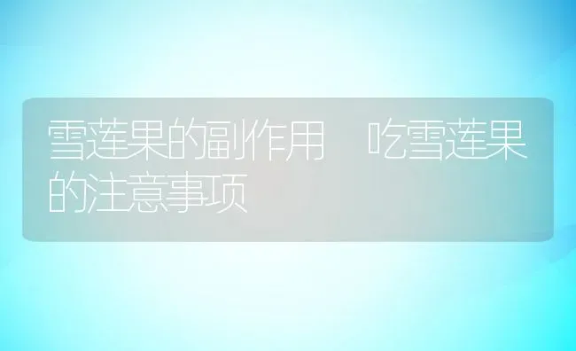 雪莲果的副作用 吃雪莲果的注意事项 | 养殖资料投稿