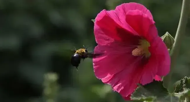 木蜂的种类及图片大全