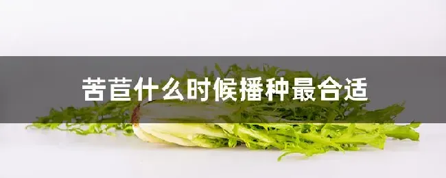 苦苣什么时候播种最合适