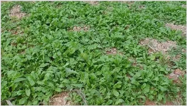 荠菜种植效益 | 农业养殖资讯