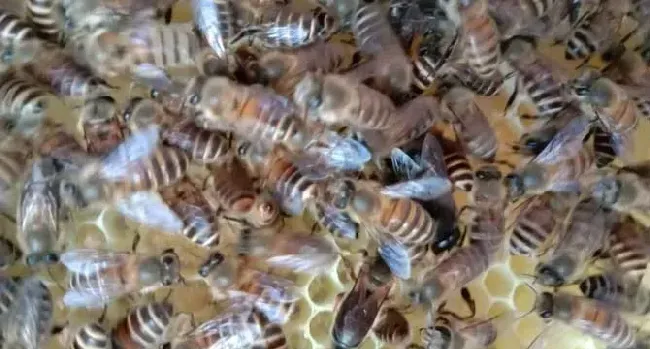 蜂王是公的还是母的