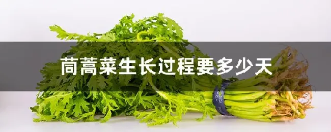 茼蒿菜生长过程要多少天