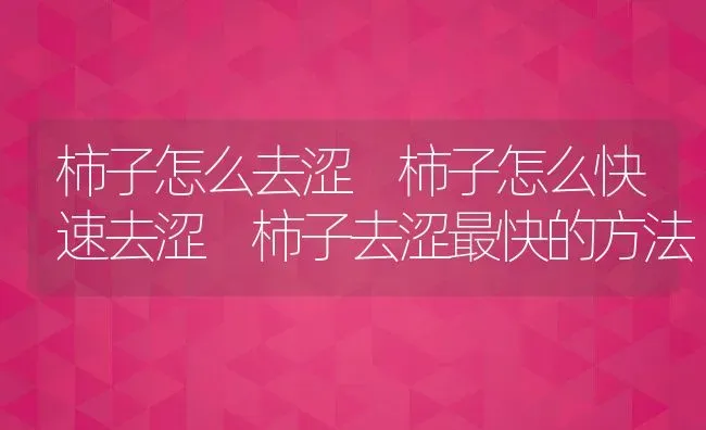 柿子怎么去涩 柿子怎么快速去涩 柿子去涩最快的方法 | 养殖资料投稿