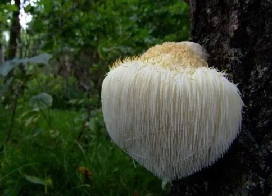 种植前景|种植猴头菇赚钱吗 一亩地猴头菇的利润