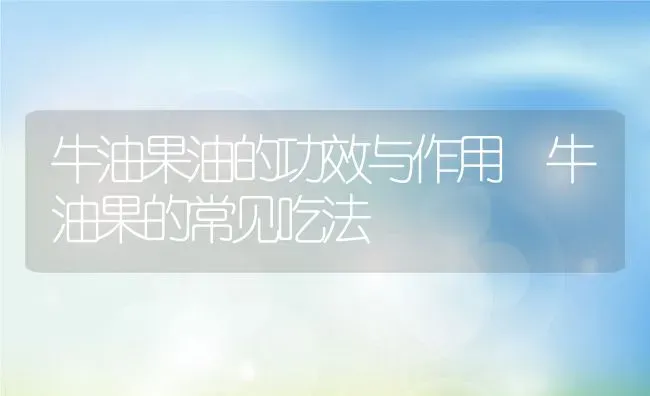 牛油果油的功效与作用 牛油果的常见吃法 | 养殖资料投稿