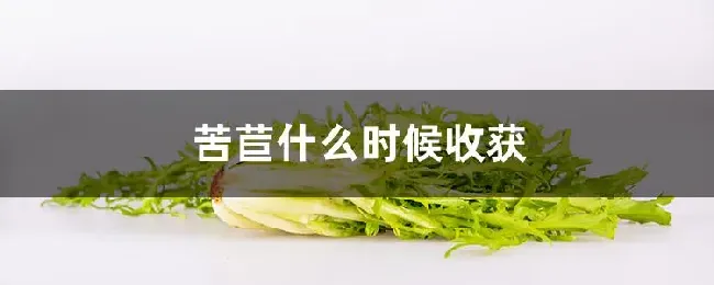 苦苣什么时候收获