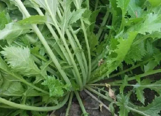 蔬菜|盖菜和芥芥菜是一种菜吗