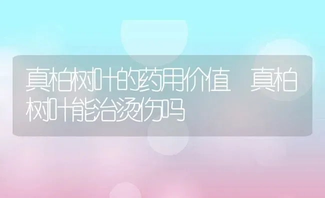 真柏树叶的药用价值 真柏树叶能治烫伤吗 | 养殖资料投稿