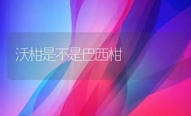 沃柑是不是巴西柑 | 养殖资讯
