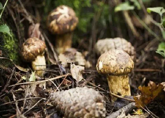 种植前景|松茸种植条件 生长环境以及生长地区