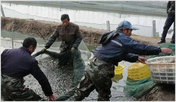 泥鳅养殖有哪些风险？人工养殖一亩泥鳅的成本与利润计算 | 养殖赚钱项目