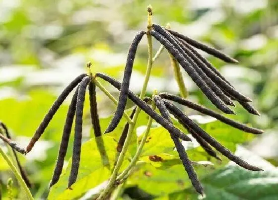 种植前景|绿豆什么时候收获