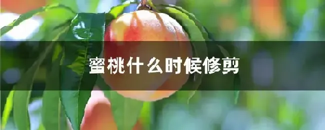 蜜桃什么时候修剪