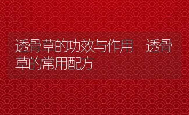 透骨草的功效与作用 透骨草的常用配方 | 养殖资料投稿