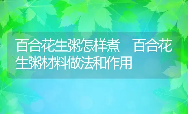 百合花生粥怎样煮 百合花生粥材料做法和作用 | 养殖资料投稿